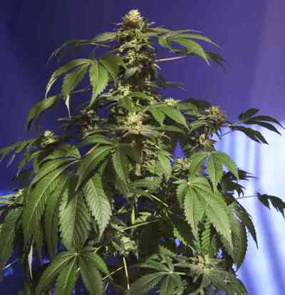 The Hog > T.H. Seeds | Reguläre Hanfsamen  |  Indica